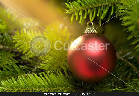 Red ball in a real Christmas tree Red ball in a real Christmas tree stock photo, Red ball in a real Caucasian Fir Christmas tree nice shining by Ulrich Schade