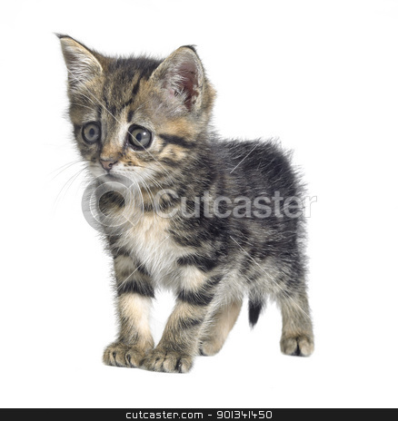 To use this stock image in your creative project, please select the size you need over to the right and click the "Add to Cart" button.
Your downloaded image will come with the Cutcaster watermark removed so don’t worry about the watermark you see on this page. askance kitten stock photo, Studio photography of a needy cute kitten isolated on white by prill