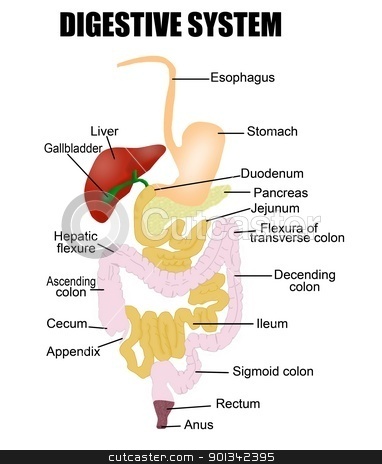 To use this stock image in your creative project, please select the size you need over to the right and click the "Add to Cart" button.
Your downloaded image will come with the Cutcaster watermark removed so don’t worry about the watermark you see on this page. Digestive System stock vector clipart, Digestive System (useful for education in schools and clinics ) - vector illustration by radubalint