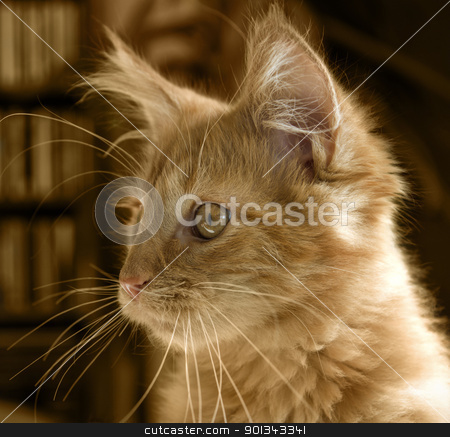 To use this stock image in your creative project, please select the size you need over to the right and click the "Add to Cart" button.
Your downloaded image will come with the Cutcaster watermark removed so don’t worry about the watermark you see on this page. Maine Coon kitten portrait stock photo, portrait of a red tabby Maine Coon kitten by prill