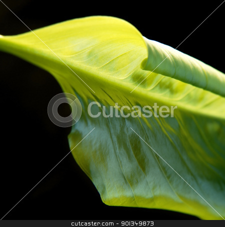To use this stock image in your creative project, please select the size you need over to the right and click the "Add to Cart" button.
Your downloaded image will come with the Cutcaster watermark removed so don’t worry about the watermark you see on this page. abstract green leaf detail stock photo, studio photography of a green leaf detail in black back by prill