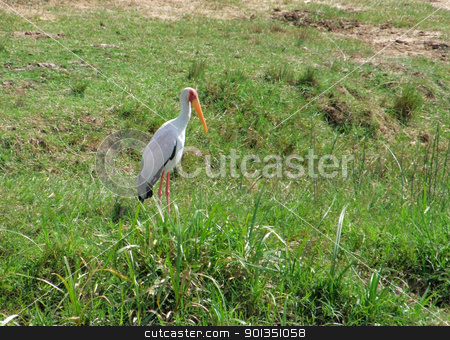 To use this stock image in your creative project, please select the size you need over to the right and click the "Add to Cart" button.
Your downloaded image will come with the Cutcaster watermark removed so don’t worry about the watermark you see on this page. Yellow-billed Stork in grassy back stock photo, sunny scenery including a bird named Yellow-billed Stork in Uganda (Africa) by prill