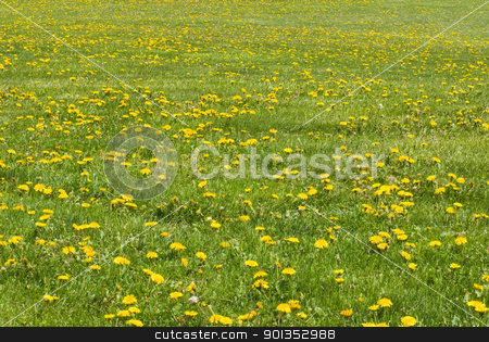 To use this stock image in your creative project, please select the size you need over to the right and click the "Add to Cart" button.
Your downloaded image will come with the Cutcaster watermark removed so don’t worry about the watermark you see on this page. Dandelion Field stock photo, A field of green grass littered with yellow dandelions by saje