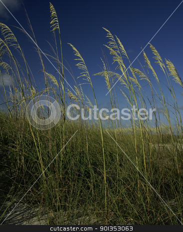 To use this stock image in your creative project, please select the size you need over to the right and click the "Add to Cart" button.
Your downloaded image will come with the Cutcaster watermark removed so don’t worry about the watermark you see on this page. Seagrass against a deep blue sky stock photo, Green seagrass against a deep blue sky by saje