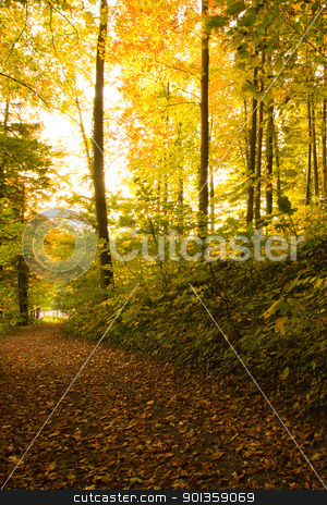 Golden Trees Golden Trees stock photo, Golden Trees in a late afternoon sunset by 35millimetre