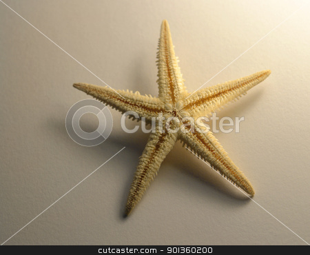 To use this stock image in your creative project, please select the size you need over to the right and click the "Add to Cart" button.
Your downloaded image will come with the Cutcaster watermark removed so don’t worry about the watermark you see on this page. starfish stock photo, studio photography ofa yellow illuminated starfish un white paper back by prill