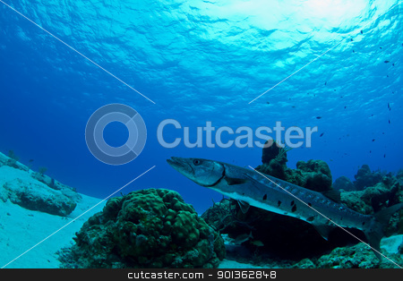 Barracuda in waiting Barracuda in waiting stock photo, A huge Barracuda uses the reef to hide its slender body as it waits for unsuspecting prey to get to close in Mexico. by mojojojo