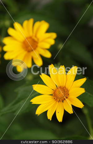 To use this stock image in your creative project, please select the size you need over to the right and click the "Add to Cart" button.
Your downloaded image will come with the Cutcaster watermark removed so don’t worry about the watermark you see on this page. Arnica flowers stock photo, Yellow arnica flowers in a garden by Olena Pupirina