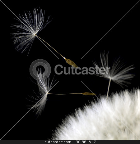 To use this stock image in your creative project, please select the size you need over to the right and click the "Add to Cart" button.
Your downloaded image will come with the Cutcaster watermark removed so don’t worry about the watermark you see on this page. dandelion seeds closeup in black back stock photo, some dandelion seeds in black back by prill