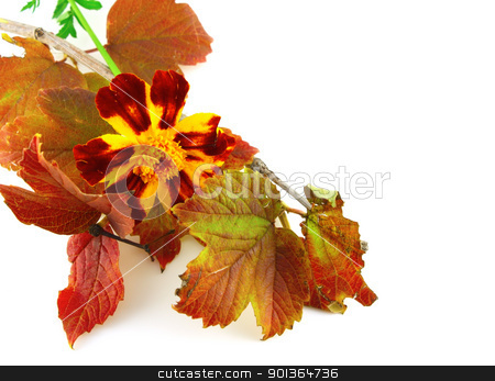 Twig with autumn leaves and beautiful flower Twig with autumn leaves and beautiful flower stock photo, Twig with autumn leaves and beautiful flower by Sergei Devyatkin