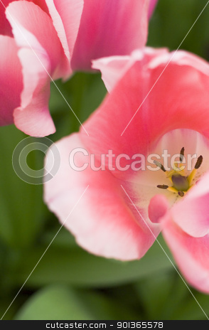Tulips tulips stock photo, A photo of colorful tulips under natural light condiitions by klenova