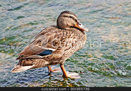To use this stock image in your creative project, please select the size you need over to the right and click the "Add to Cart" button.
Your downloaded image will come with the Cutcaster watermark removed so don’t worry about the watermark you see on this page. Duck stock photo, Entire view of a brown duck near the water by Fabio Alcini