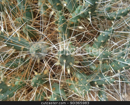 To use this stock image in your creative project, please select the size you need over to the right and click the "Add to Cart" button.
Your downloaded image will come with the Cutcaster watermark removed so don’t worry about the watermark you see on this page. tubular cacti detail stock photo, high angle full frame detail of a cactus by prill