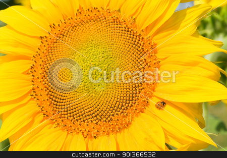 To use this stock image in your creative project, please select the size you need over to the right and click the "Add to Cart" button.
Your downloaded image will come with the Cutcaster watermark removed so don’t worry about the watermark you see on this page. Sunflower stock photo, Sunflower close-up with green leaves on background by Iryna Rasko