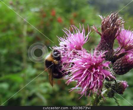 Bumblebee on thistle flower bumblebee on thistle flower stock photo, a bumblebee on violet thistle flower in green blurry back by prill