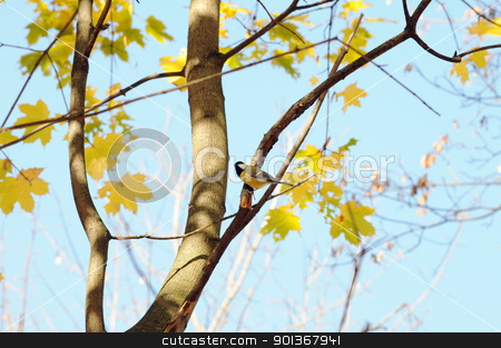The tit the tit stock photo, A tit bird sits on a branch of the autumn maple by Salauyou Yury