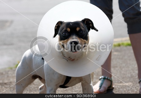 Small dog wearing a cone Small dog wearing a cone stock photo, Small dog wearing a cone after surgery by steve ball