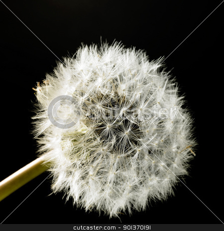 Dandelion blowball in black back dandelion blowball in black back stock photo, blowball closeup in black back by prill