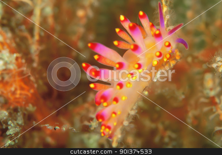 To use this stock image in your creative project, please select the size you need over to the right and click the "Add to Cart" button.
Your downloaded image will come with the Cutcaster watermark removed so don’t worry about the watermark you see on this page. Gasflame nudibranch stock photo, A close up on a colorful gasflame nudibranch, KwaZulu Natal, South Africa by Fiona Ayerst Underwater Photography
