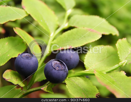 Bluberries Bluberries stock photo, Blueberry on the shrublet by orson