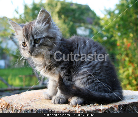 Kitten kitten stock photo, nice kitten by orson
