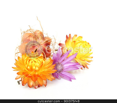Strawflowers Strawflowers stock photo, Strawflowers separated on white background by orson