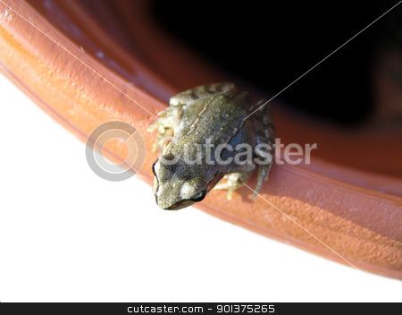 Frog on the edge Frog on the edge stock photo, Small frog on the edge
by orson