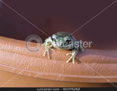 Small frog on the flowerpot Small frog on the flowerpot stock photo, Small frog on the flowerpot - front view by orson