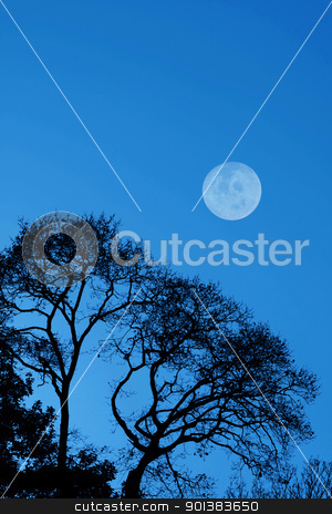 To use this stock image in your creative project, please select the size you need over to the right and click the "Add to Cart" button.
Your downloaded image will come with the Cutcaster watermark removed so don’t worry about the watermark you see on this page. Silhouetted trees and moon stock photo, Silhouetted trees and moon against a dark blue sky by steve ball