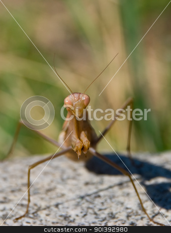 To use this stock image in your creative project, please select the size you need over to the right and click the "Add to Cart" button.
Your downloaded image will come with the Cutcaster watermark removed so don’t worry about the watermark you see on this page. A portrait of a brown mantis stock photo, Mantis on grass background by Alexander Donchev