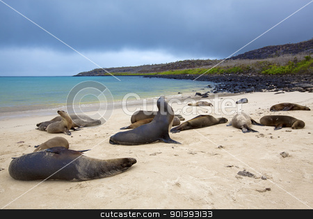 To use this stock image in your creative project, please select the size you need over to the right and click the "Add to Cart" button.
Your downloaded image will come with the Cutcaster watermark removed so don’t worry about the watermark you see on this page. Sea lion colony stock photo, Sea lion colony on Santa Fe island, Galapagos by Kjersti Jorgensen