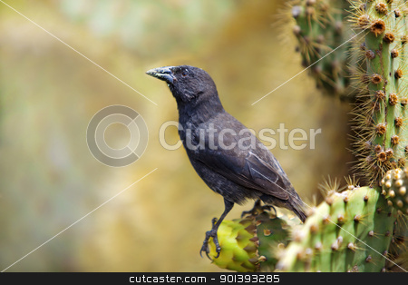 To use this stock image in your creative project, please select the size you need over to the right and click the "Add to Cart" button.
Your downloaded image will come with the Cutcaster watermark removed so don’t worry about the watermark you see on this page. Galapagos Common Cactus Finch stock photo, Galapagos Common Cactus Finch feeding on the cactus by Kjersti Jorgensen