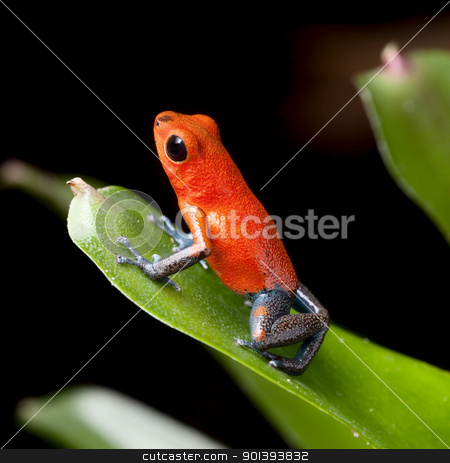 To use this stock image in your creative project, please select the size you need over to the right and click the "Add to Cart" button.
Your downloaded image will come with the Cutcaster watermark removed so don’t worry about the watermark you see on this page. red poison dart frog stock photo, red poison dart frog blue legs beautiful rainforest species of costa rica and panama kept as a pet in a terrarium ,oophaga pumilio exotic amphibian by Dirk Ercken