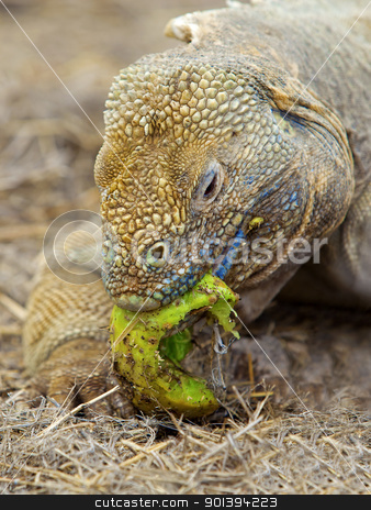 To use this stock image in your creative project, please select the size you need over to the right and click the "Add to Cart" button.
Your downloaded image will come with the Cutcaster watermark removed so don’t worry about the watermark you see on this page. Galapagos land iguana stock photo, Galapagos land iguana eating cactus on Santa Fe Island by Kjersti Jorgensen