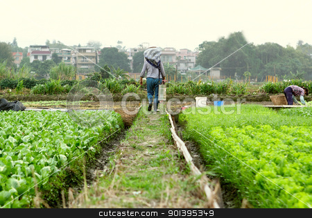 To use this stock image in your creative project, please select the size you need over to the right and click the "Add to Cart" button.
Your downloaded image will come with the Cutcaster watermark removed so don’t worry about the watermark you see on this page. farmer working in cultivated land stock photo, farmer working in cultivated land by Keng po Leung