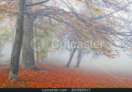 Beechtrees in dense fog Beechtrees in dense fog stock photo, Mist in fall - Beechtrees and colorful fallen leaves in dense fog on cold November day by Colette Planken-Kooij