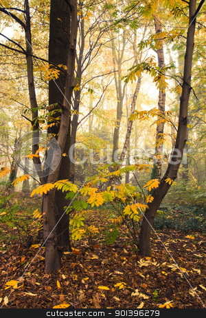 To use this stock image in your creative project, please select the size you need over to the right and click the "Add to Cart" button.
Your downloaded image will come with the Cutcaster watermark removed so don’t worry about the watermark you see on this page. Forest in fall with mist stock photo, Misty forest in fall with some sunshine through the fog by Colette Planken-Kooij