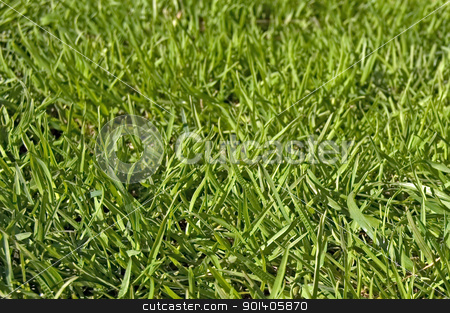 To use this stock image in your creative project, please select the size you need over to the right and click the "Add to Cart" button.
Your downloaded image will come with the Cutcaster watermark removed so don’t worry about the watermark you see on this page. Green lawn stock photo, Green grass on the lawn (texture) by rezkrr