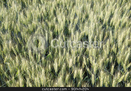 To use this stock image in your creative project, please select the size you need over to the right and click the "Add to Cart" button.
Your downloaded image will come with the Cutcaster watermark removed so don’t worry about the watermark you see on this page. Wheat field from above stock photo, Wheat field from above, not ripe yet by anton havelaar
