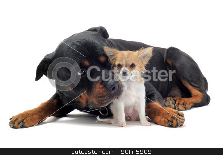 To use this stock image in your creative project, please select the size you need over to the right and click the "Add to Cart" button.
Your downloaded image will come with the Cutcaster watermark removed so don’t worry about the watermark you see on this page. rottweiler and puppy chihuahua stock photo, portrait of a purebred rottweiler and puppy chihuahua in front of white background by Bonzami Emmanuelle