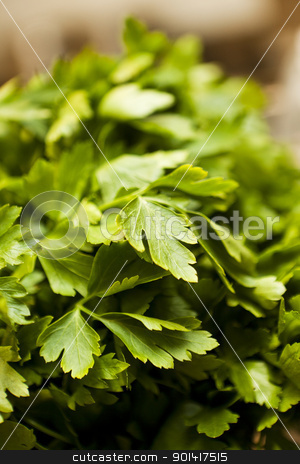 Parsley Parsley stock photo, Parsley with short focal depth by Anne-Louise Quarfoth