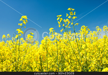 Colza Colza stock photo, Colza flowers beautiful with blue sky of background by ARPAD RADOCZY