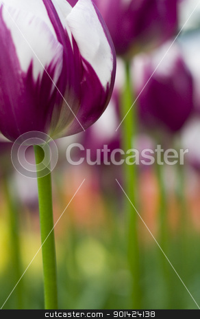 To use this stock image in your creative project, please select the size you need over to the right and click the "Add to Cart" button.
Your downloaded image will come with the Cutcaster watermark removed so don’t worry about the watermark you see on this page. tulips stock photo, A photo of colorful tulips under natural light condiitions by klenova