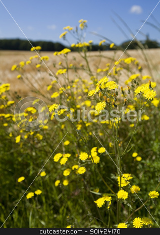 Summer field summer field stock photo, Meadow with yellow flowers by klenova
