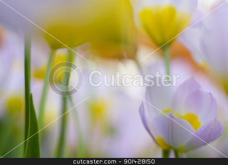 To use this stock image in your creative project, please select the size you need over to the right and click the "Add to Cart" button.
Your downloaded image will come with the Cutcaster watermark removed so don’t worry about the watermark you see on this page. abstract tulips stock photo, Romantic defocused colorful tulips by klenova