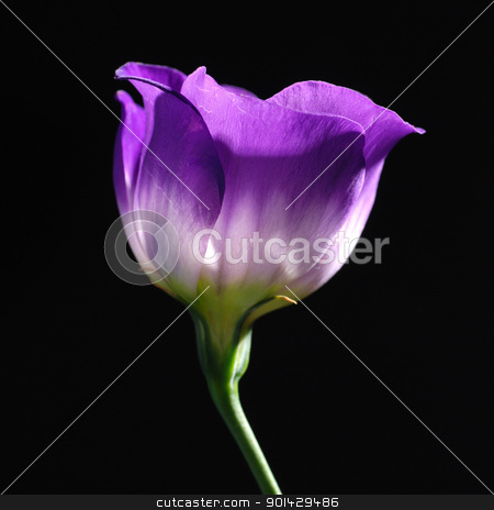 Purple tulip purple tulip stock photo, purple tulip on black background by sutike
