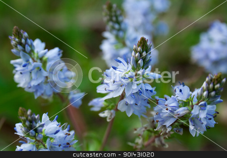 Small blue flowers Small blue flowers stock photo, Small blue flowers by vtorous