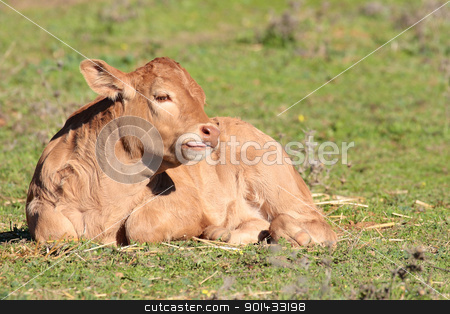 To use this stock image in your creative project, please select the size you need over to the right and click the "Add to Cart" button.
Your downloaded image will come with the Cutcaster watermark removed so don’t worry about the watermark you see on this page. calf lying on the grass in landscape stock photo, eating boiled beef lying horizontal green by croreja