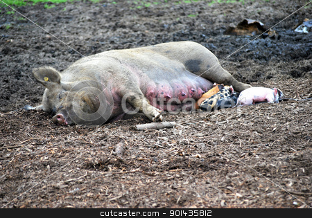 Pig nursing. Pig nursing. stock photo, Pig nursing her newborn babies. by OSCAR Williams
