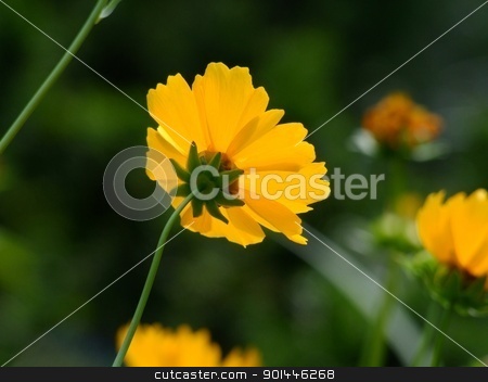To use this stock image in your creative project, please select the size you need over to the right and click the "Add to Cart" button.
Your downloaded image will come with the Cutcaster watermark removed so don’t worry about the watermark you see on this page. Yelow flower stock photo, Yelow flower by Zvonimir Atletic